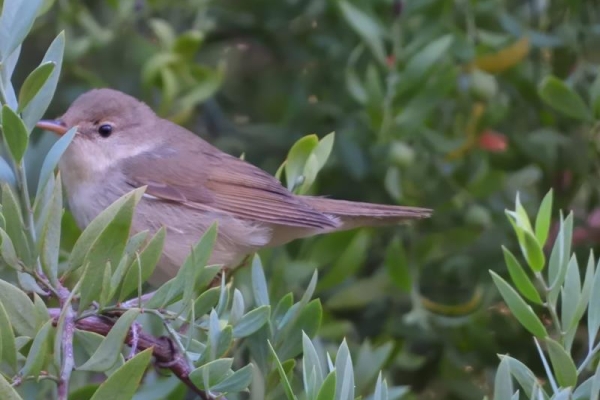 Blyth's Reed Warbler  Second Gibraltar record. M. Figueras